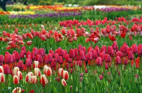 World's Best Flowers